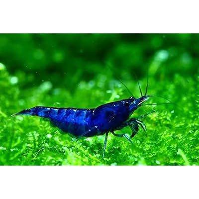 16 Blue Dream Neocaridina Freshwater Aquarium Shrimps 14 to 12 inch Long Live Arrival Guarantee!