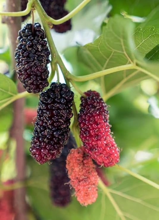 Mulberry Bush Morus Alba - Variety Giant Fruit - White Mulberry Tree - in 13cm Pot - 45cm Height - Tasty Berries - Fruit Tree