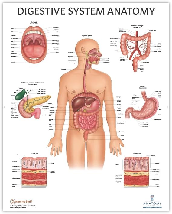Anatomy Lab Human Digestive System Anatomy Poster, LAMINATED, Anatomy and Physiology, 17.3 x 22.5 Inches, Body System Diagram, Anatomical Chart for Education Learning and Students