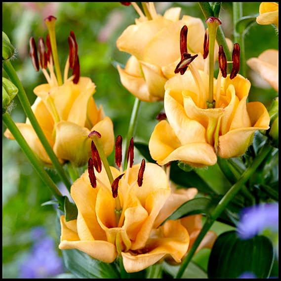 Excellent Display/Rare Species/Perennial Herbaceous Flowers/Elegance Lily Bulbs for Planting/Flower Bulbs for Planting Or Wedding -10 Bulbs-D