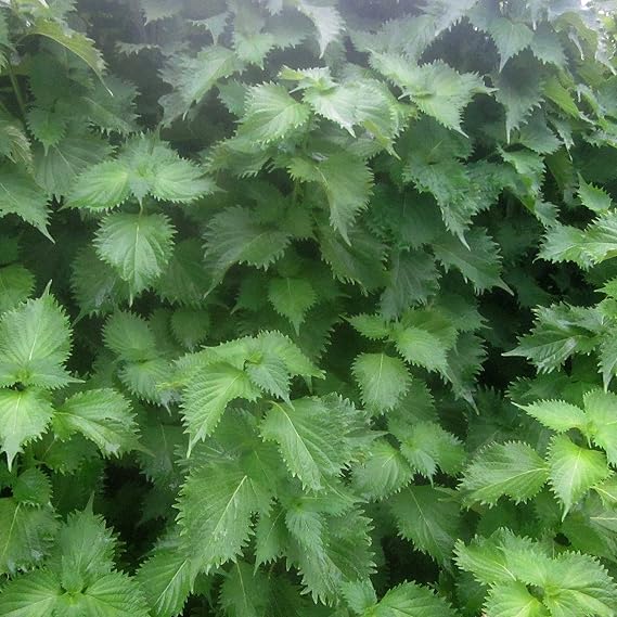 Kitazawa Seed Co Shiso Herb Gardening Seeds Perilla Green Ohba Ao Shiso 1