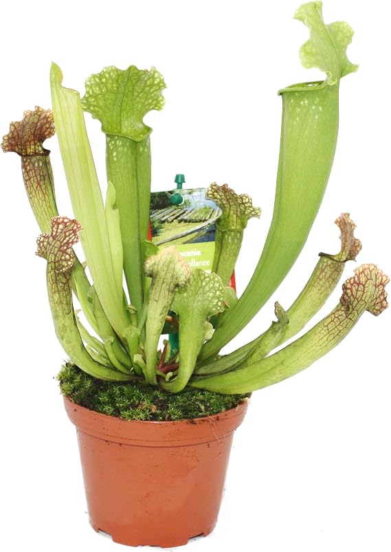 Carnivorous plants