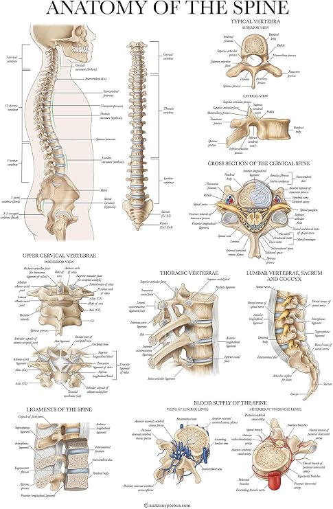 Palace Learning Anatomy of the Spine Poster - Laminated Spinal Anatomical Chart - 18" x 24"