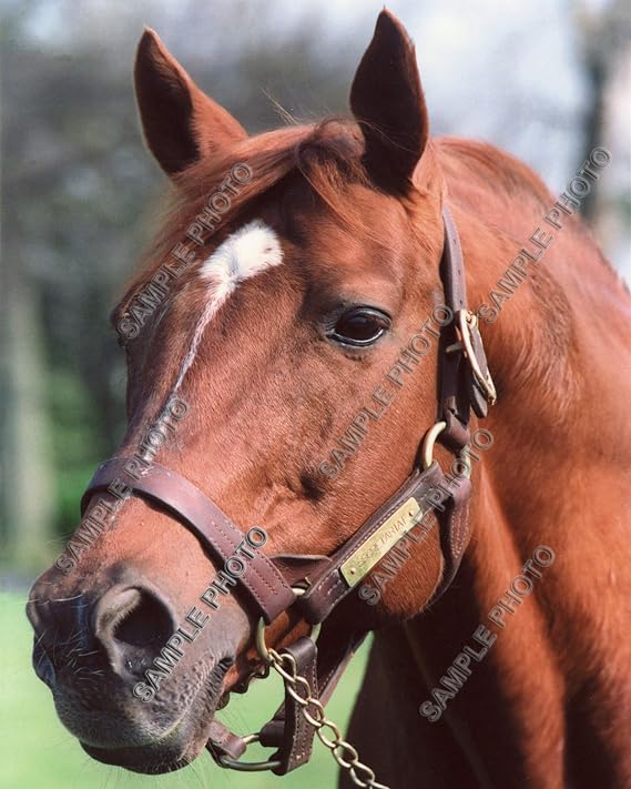 Secretariat 1973 Kentucky Derby Triple Crown Champion Horse Racing 11x14 Photo